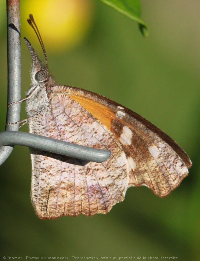 Photo de Papillon