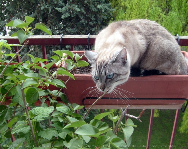 Photo de Chat domestique