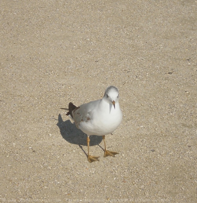 Photo de Mouette