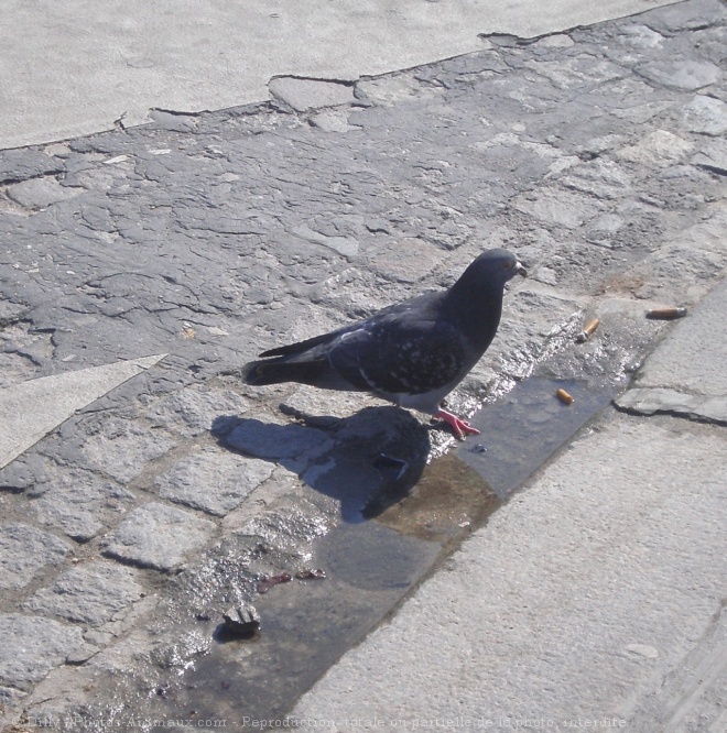 Photo de Pigeon