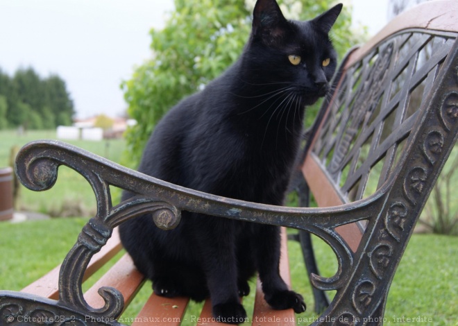 Photo de Chat domestique