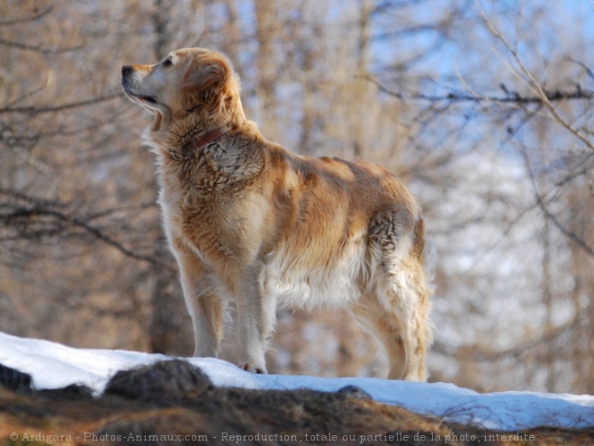 Photo de Golden retriever