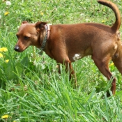 Photo de Pinscher nain