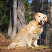 Photo de Golden retriever