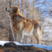 Photo de Golden retriever