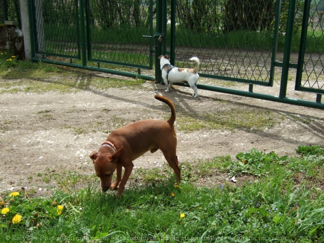 Photo de Pinscher nain