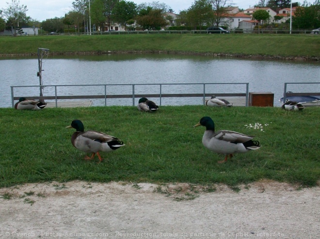 Photo de Canard colvert