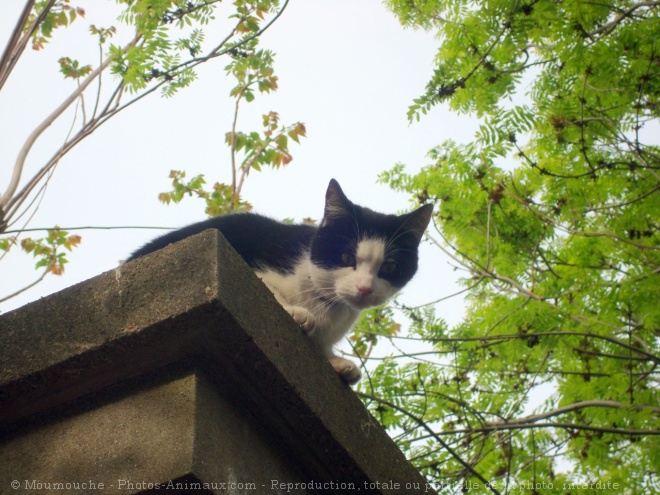 Photo de Chat domestique