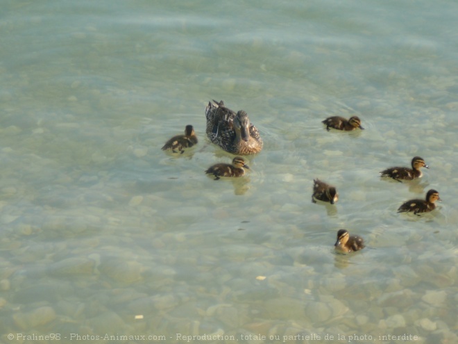 Photo de Races diffrentes