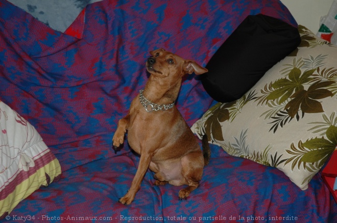 Photo de Pinscher nain