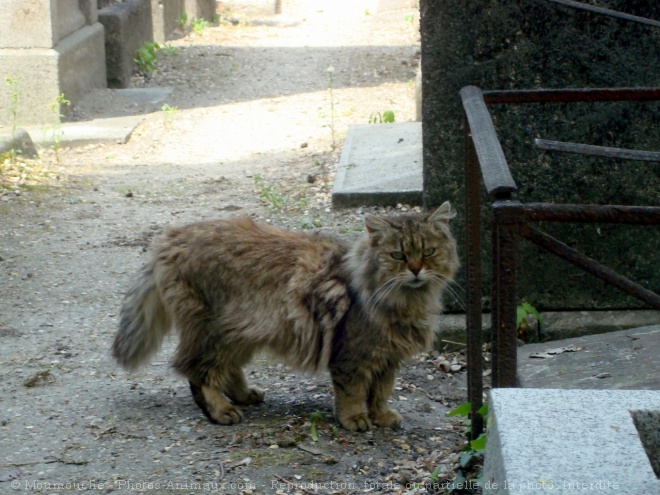 Photo de Chat domestique