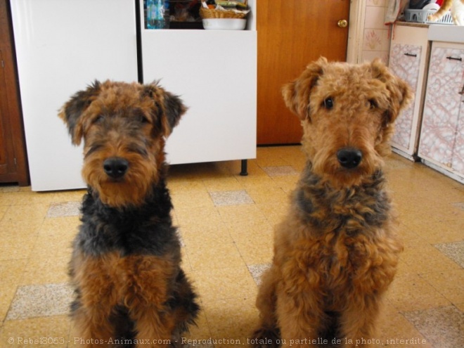 Photo d'Airedale terrier