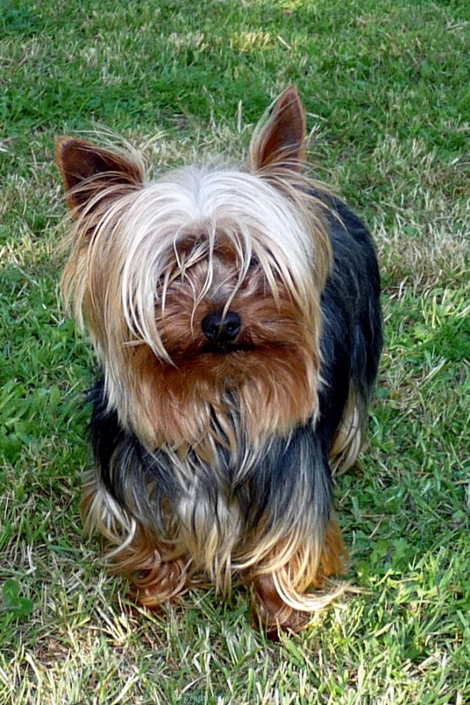 Photo de Yorkshire terrier