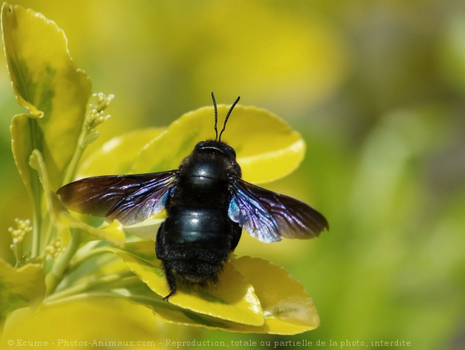 Photo d'Abeille charpentire - xylocope