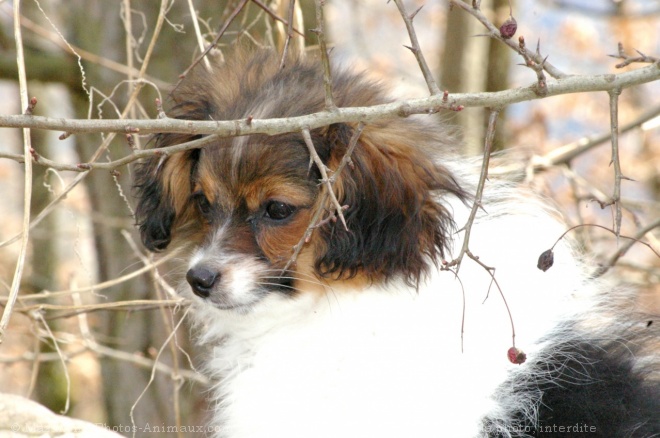 Photo d'Epagneul nain phalne