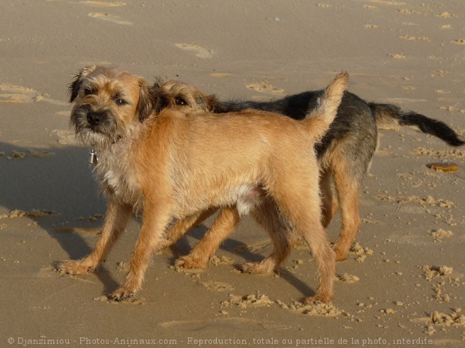 Photo de Border terrier