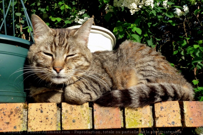 Photo de Chat domestique