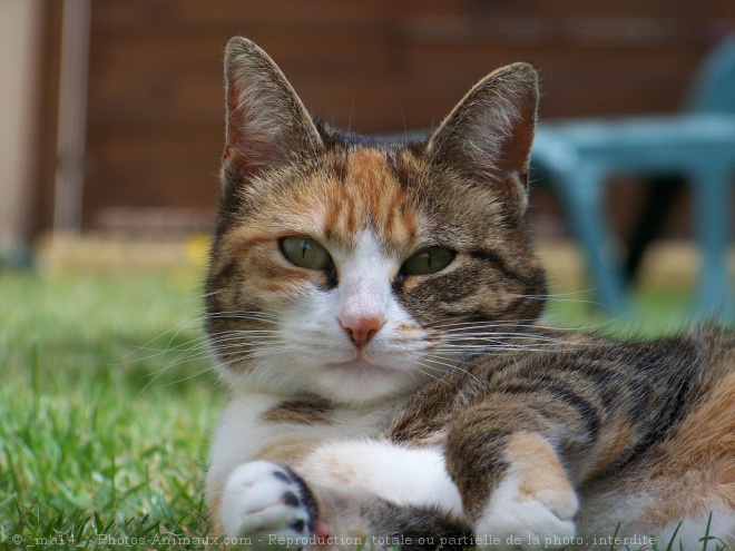 Photo de Chat domestique