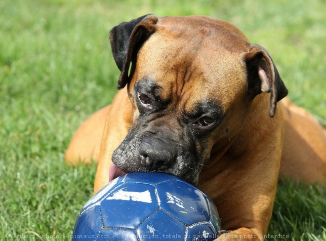 Photo de Boxer