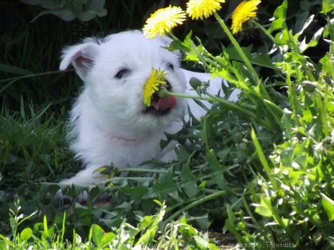 Photo de West highland white terrier