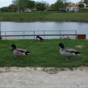 Photo de Canard colvert