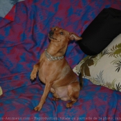 Photo de Pinscher nain