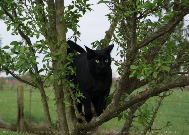 Photo de Chat domestique