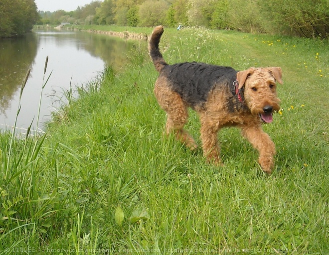 Photo d'Airedale terrier