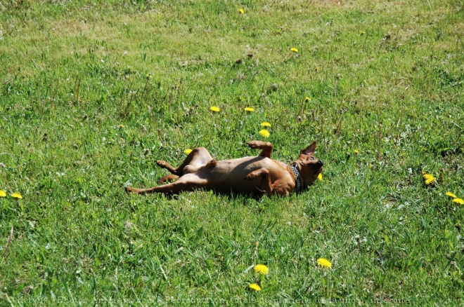 Photo de Pinscher nain