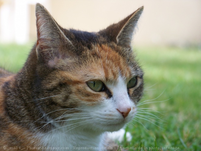 Photo de Chat domestique