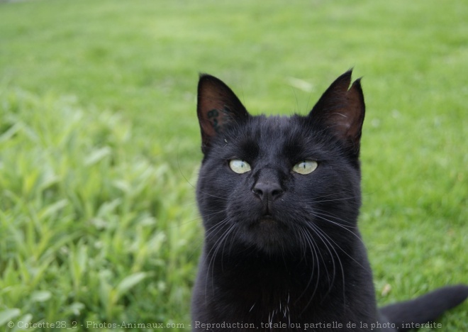 Photo de Chat domestique