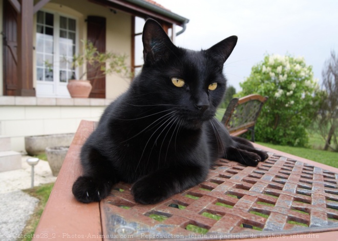 Photo de Chat domestique