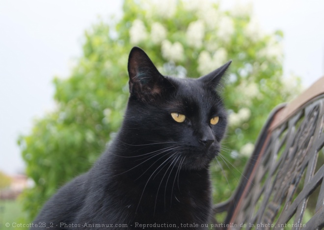 Photo de Chat domestique