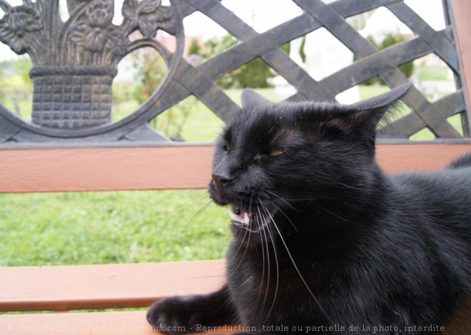 Photo de Chat domestique