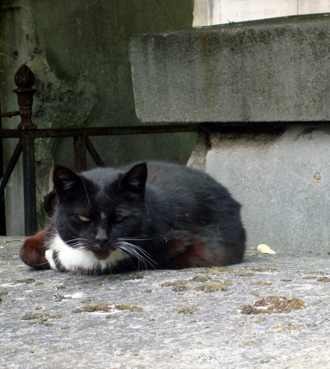 Photo de Chat domestique