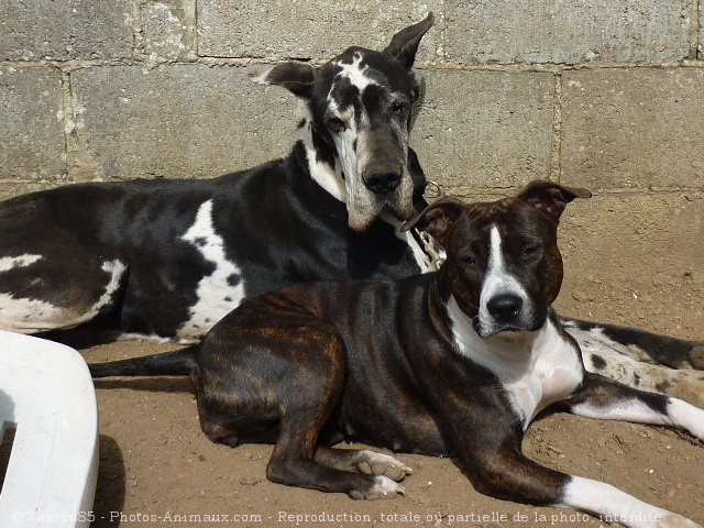 Photo de Dogue allemand