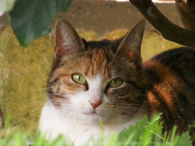 Photo de Chat domestique