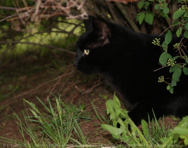 Photo de Chat domestique