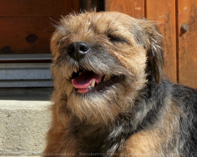 Photo de Border terrier