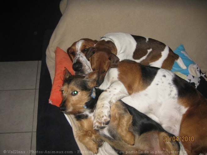 Photo de Basset hound