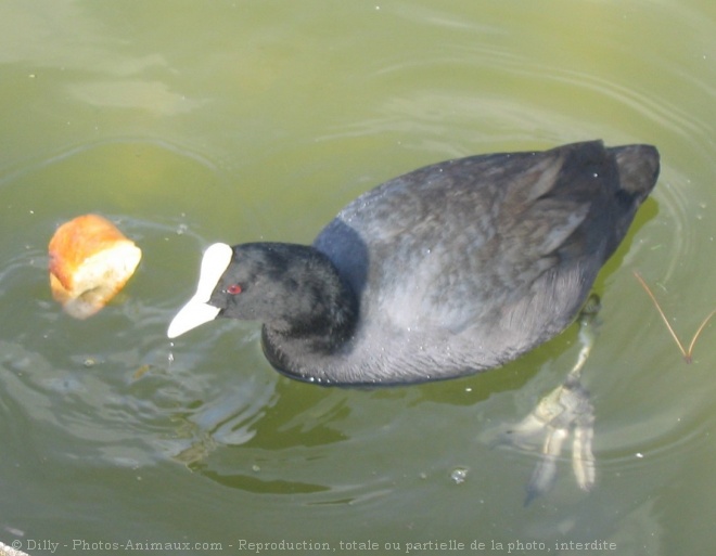 Photo de Foulque macroule