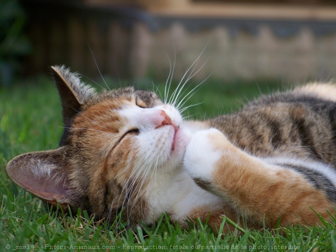 Photo de Chat domestique