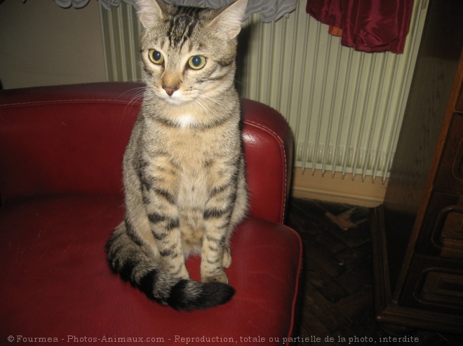 Photo de Chat domestique