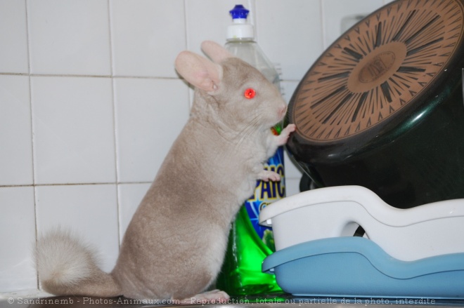 Photo de Chinchilla