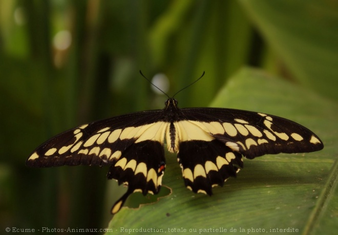 Photo de Papillon