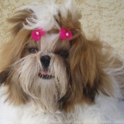 Photo de Shih tzu