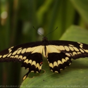 Photo de Papillon