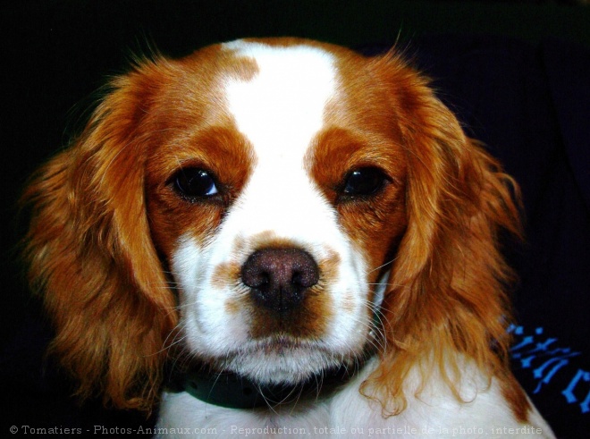 Photo de Cavalier king charles spaniel