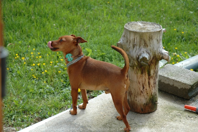 Photo de Pinscher nain