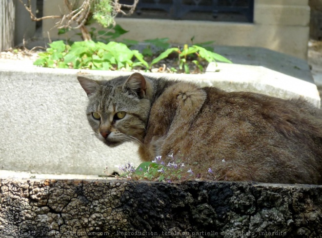 Photo de Chat domestique